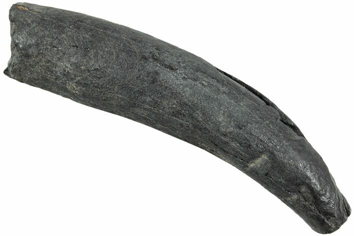 Fossil Pygmy Sperm Whale (Kogiopsis) Tooth - South Carolina #231850